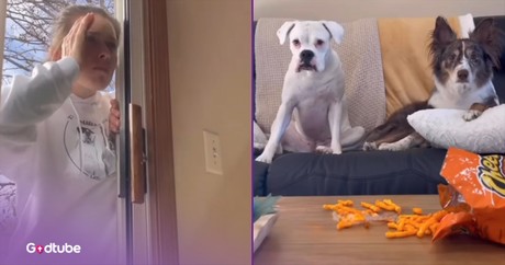 Dogs Lock Their Owner Out and Take Over the House in This Hilarious Skit