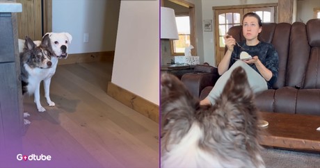 This Dog Duo’s Sneaky Cake Theft Is Comedy Gold
