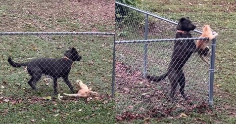 Cat Tries to Escape and Make a Run for It, But This Dog Has Other Plans