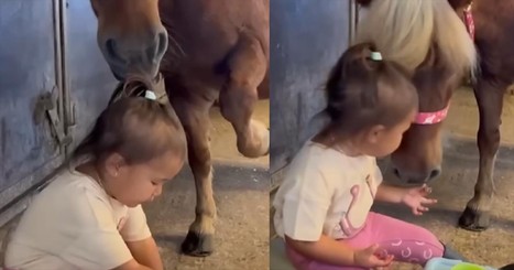 Little Girl’s Sweet Interaction with Pony Will Make You Smile