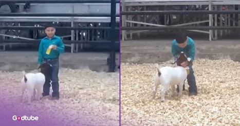 Young Man’s Adorable Move at Goat Show Wins Hearts