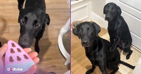Dogs Know Mealtime Isn’t Complete Without Prayer