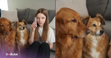 Eavesdropping Dogs’ Reactions Are the Funniest Thing You’ll See Today