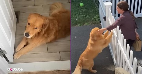 Pup’s Sweet Reaction to Seeing Favorite Visitor Will Melt Your Heart