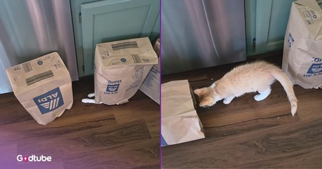 These 2 Cats Take Playing to a Hilariously New Level