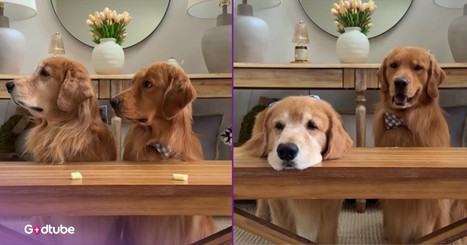 These Lovable Pups Fail the Challenge but Win Hearts