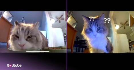 Cat Hears Owner’s Voice Through Camera and Has the Funniest Reaction