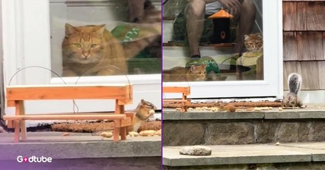 Cats Settle in to Watch a Show, and They Couldn’t Be Happier