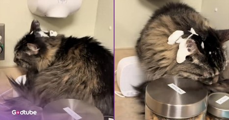 Cat Picks Wrong Place to Sit and Turns Vet Appointment into Comedy Gold