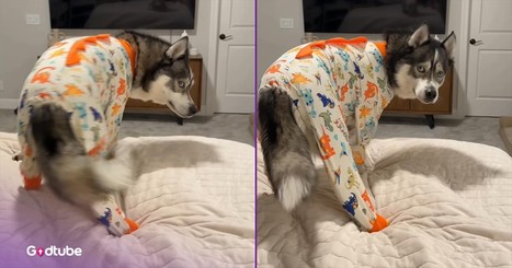 Dog Throws Adorable Fit After Its Favorite Show Gets Turned Off