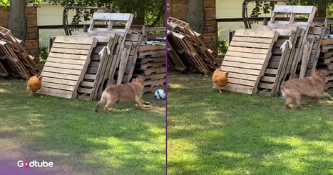 You’ll Love This Cute and Comical Moment Between a Dog and His Rooster Buddy