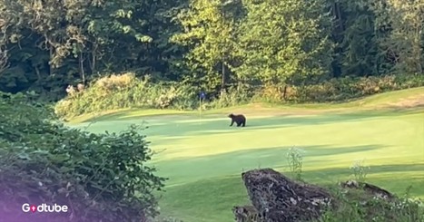Bear Caught Having the Time of Its Life on a Golf Course