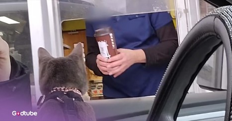 This Adorable Cat Is So Affectionate and Friendly, It’ll Melt Your Heart