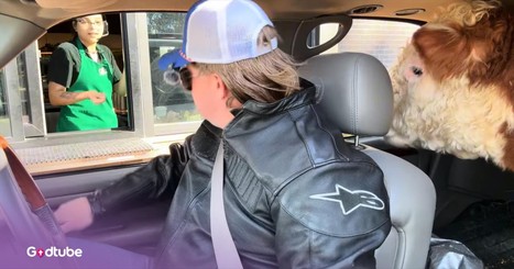 An Unexpected Passenger Leaves a Starbucks Employee Totally Stunned