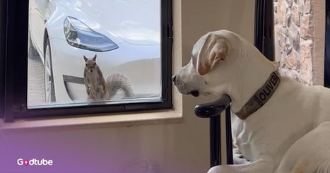 This Dog and Squirrel’s Longtime Friendship is the Cutest Thing You’ll See Today