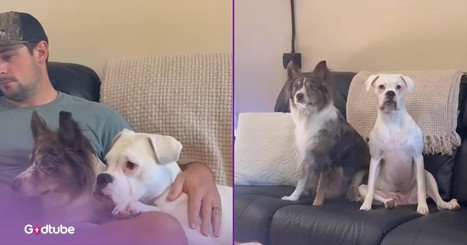 How These Pups Reacted to Being Left Alone with a Smartphone