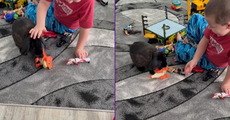 Rabbit Pulls Hilarious WWE Move on Toy