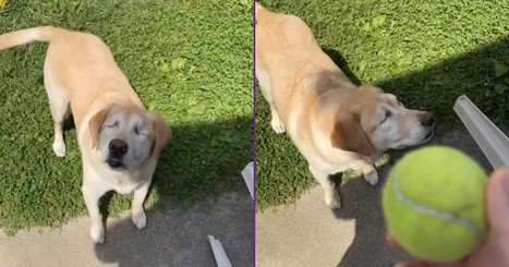 This Sweet Blind Dog Proves You Don’t Need Sight to Play Fetch