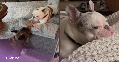 Dog Has The Most Adorable, Surprising Response to 'I Love You'