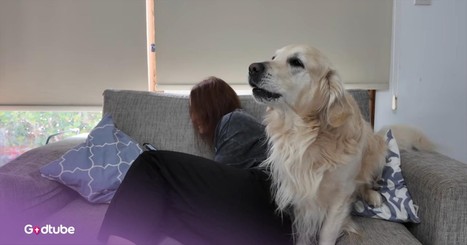 This Golden Retriever’s Hilarious Demand for Attention