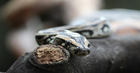 Sin Is Ready to Pounce - Greg Laurie Devotion - September 9, 2026
