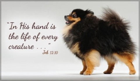 Job 12:10