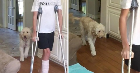 Funny+Dog+Mimics+Teen+Walking+With+Broken+Leg