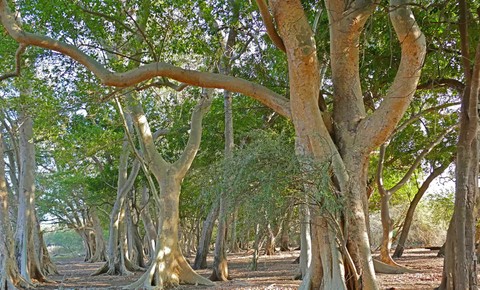 Jesus Curses A Fig Tree - Bible Story