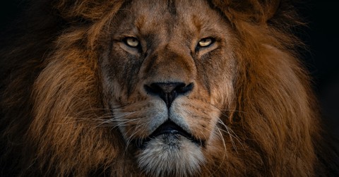 4 Powerful Reasons to Understand and Know Jesus as the Lion of Judah