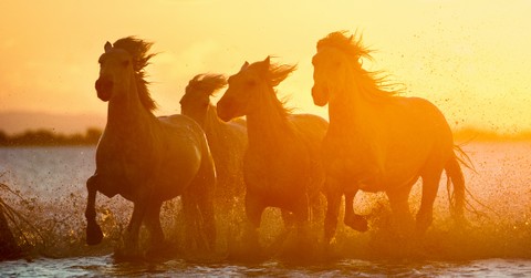 What Are the Four Horsemen of the Apocalypse?