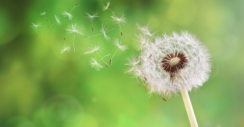 Follow the Wind - The Crosswalk Devotional - August 1