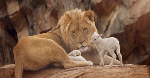 How Is Jesus Both the Lion and the Lamb?