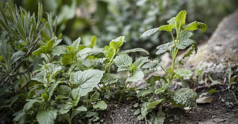 What Did Jeremiah Mean by 'There Is Balm in Gilead'?