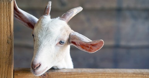 The Purpose of the Old Testament Scapegoat (Leviticus 16:21-22) - Your Daily Bible Verse - April 26