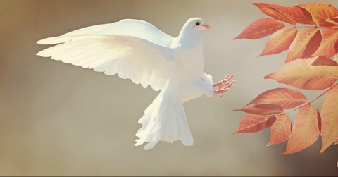 What Do Doves Symbolize in the Bible?