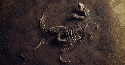 Dinosaurs in the Bible: What Does Scripture Say?