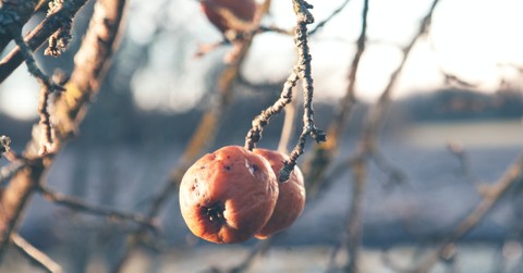 Beware the Opposite Traits of the Fruit of the Spirit