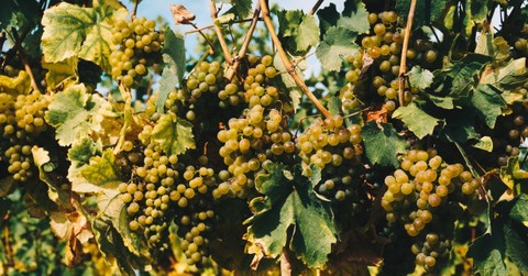 What Was Jesus Really Teaching Us When He Said "I am the Vine You Are the Branches"?
