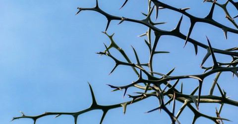 Walking the Parable of the Sower: Among the Thorns