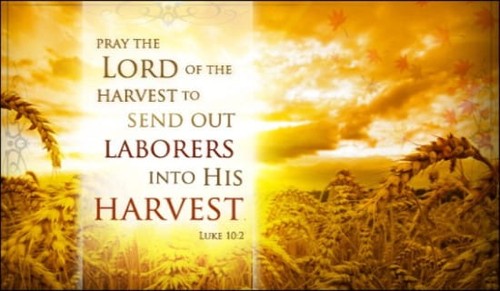 Autumn Harvest