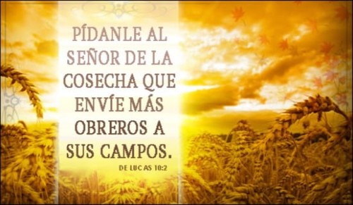 Pídanle al Señor de la cosecha que envíe más obreros a sus campos.