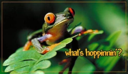 What's Hoppinnin?