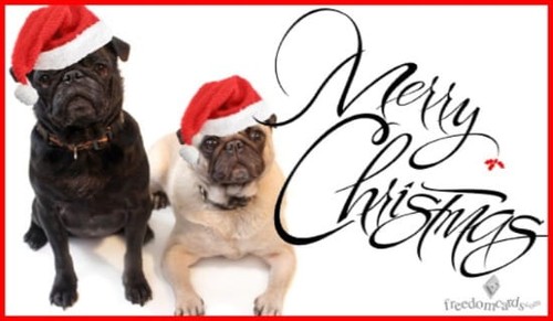 Merry Christmas, Christmas Dogs