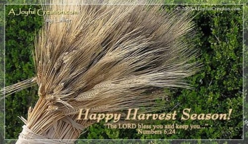 Harvest Time