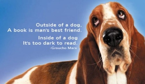 Outside A Dog