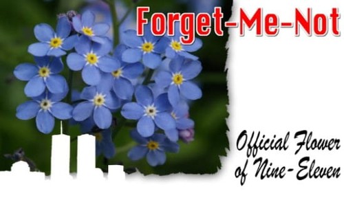 9-11 Forget-Me-Nots