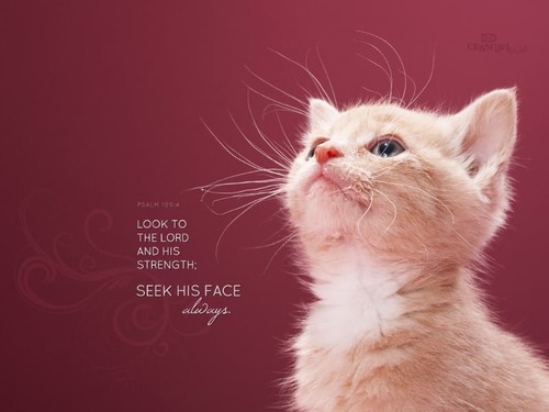 Seek His Face