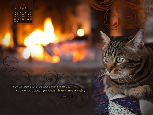 Dec 2012 - Restful Cat