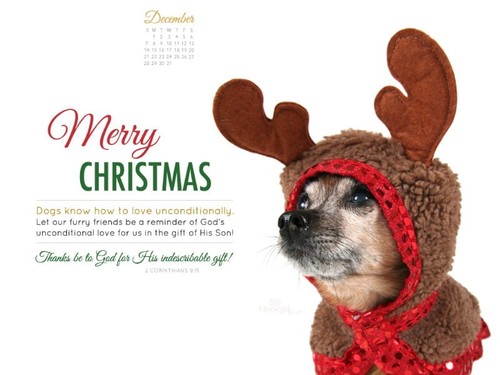 December 2014 - Christmas Dog