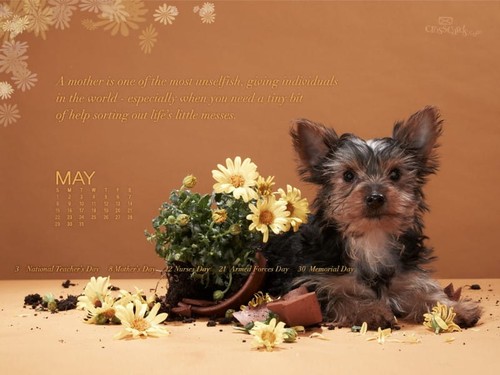 May 2011 - A Mother